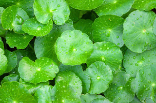 Centella Asiatica